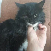 گمشده|حیوانات|مشهد, توس (بلوار توس)|دیوار