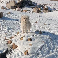 معاوضه سگ اشپیتز