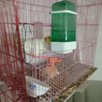 عروس هلندی ماده لوتینو|پرنده|زاهدان, |دیوار