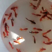 ماهی قرمزحسینی قرق|ماهی|گرگان, |دیوار