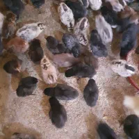 جوجه مرغ عربی اصل بشرط کرک ۸روزه|حیوانات مزرعه|بندر ماهشهر, |دیوار