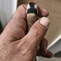 سهره چهارگل خط نما تکسیر قفس حلقه پلمپ|پرنده|شیراز, شهرک مهدیه|دیوار