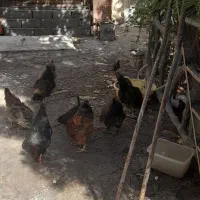 مرغ و خروس محلی