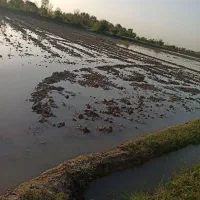 فروش زمین کشاورزی در اتوبان سراوان فومن|فروش زمین و ملک کلنگی|رشت, گلزاران|دیوار