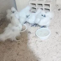 جوجه ابریشمی|حیوانات مزرعه|تبریز, |دیوار