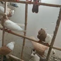 کبوتر سینه