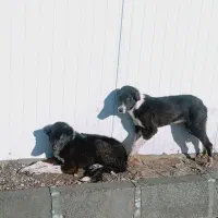 سگ قدرجانی|سگ|سرپل ذهاب, |دیوار