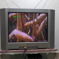 تلوزیون سونی ۲۹اینچ SONY|تلویزیون و پروژکتور|مبارکه, |دیوار