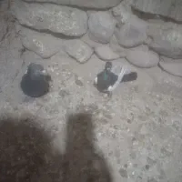 کبوتر|پرنده|قوچان, |دیوار