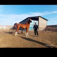 مادیان دره شور همراه کره|اسب و تجهیزات اسبسواری|بیضا, |دیوار