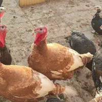 فروش بوقلمون زنده بدون هورمون