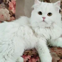 دوتا گربه پرشین اسکاتیش