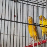 قناری ماده|پرنده|مرودشت, بیست متری بیمارستان|دیوار