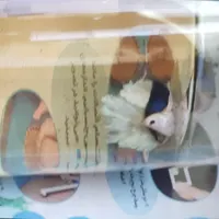 ماهی فایتر ،هافمون.یا عروس ماهی|ماهی|تهران, شهرک ولیعصر|دیوار