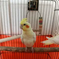 عروس هلندی لوتینو نر