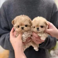 پومالی|سگ|تهران, گیشا|دیوار