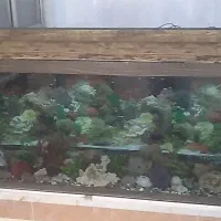 فروشی آکواریوم ۱۸۰×۶۰×۸۰باتمام لوازماش وماهی ها