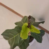 گل فیکوس