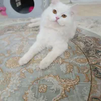 گربه پرشین سفید ماده