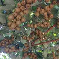 باغ کیوی/ ۲۰۰۰متر /۲۰۰نهال کیوی/ ده ساله