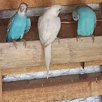 فروش مرغ عشق|پرنده|آسمینون, |دیوار