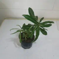 گل و گیاه آپارتمانی|گل و گیاه طبیعی|سقز, |دیوار