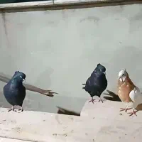 کبوتر|پرنده|گرگان, |دیوار