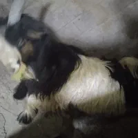 نر‌بز‌داشتی‌‌گله‌داری|حیوانات مزرعه|اردل, |دیوار