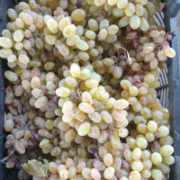 انگور شیره ای