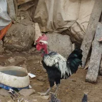 مرغ و خروس|حیوانات مزرعه|سیلاخور, |دیوار