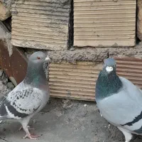 کفتر.   سبز.|پرنده|بیرجند, |دیوار