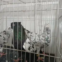 کفتر سار  سینه سیاه زاغ