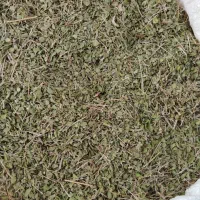 آویشن کوهی تازه و طبیعی