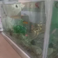 آکواریوم با کل وسایل موجود و ماهی|ماهی|سراب, |دیوار