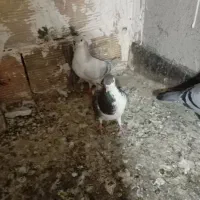 کفتر صید پرشی