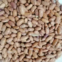 لوبیا چیتی ازبکی