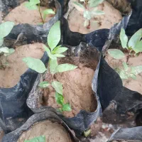 نهال ۳ ماهه پسته بومی خراسان