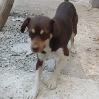 سگ پا کوتاه|سگ|فردیس, سرحد آباد|دیوار