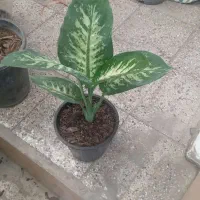 تمام گلها  از ۱۰۰تا ۱۵۰هزار حراج|گل و گیاه طبیعی|نیشابور, ناسیونال|دیوار