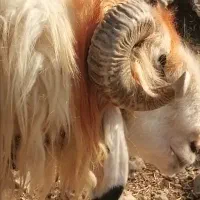 نرمیش قوچ سگ