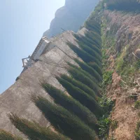 نهال|خدمات باغبانی و درختکاری|زرندیه, |دیوار