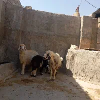 فروش ۱۴تا میش و ۲تا نرمیش همه قیمتاشون رو هم هستش