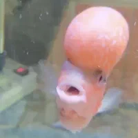 ماهی فلاور هورن رد دراگون|ماهی|سنندج, |دیوار