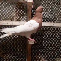 کله|پرنده|مشهد, هفده شهریور|دیوار