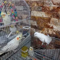 یک جفت عروس هلندی نر و ماده