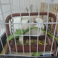 ۲تا خرگوش|موش و خرگوش|ایلام, |دیوار