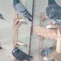 دسته پلاکی شو بازی