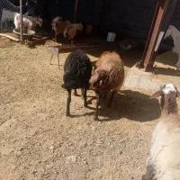 قوچ هترو|حیوانات مزرعه|جغتای, |دیوار