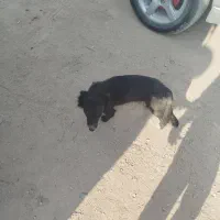 سگ ماده|سگ|مرودشت, کوشک|دیوار