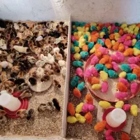 جوجه محلی گلپایگان موجوده